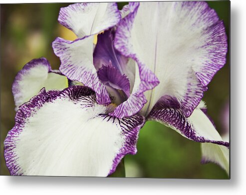 Iris Metal Print featuring the photograph Delicate Ruffles 2 by Angelina Tamez