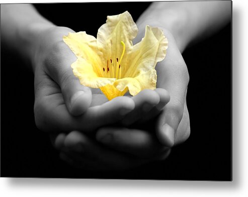 Hands Metal Print featuring the photograph Delicate Yellow Flower In Hands by Tracie Schiebel