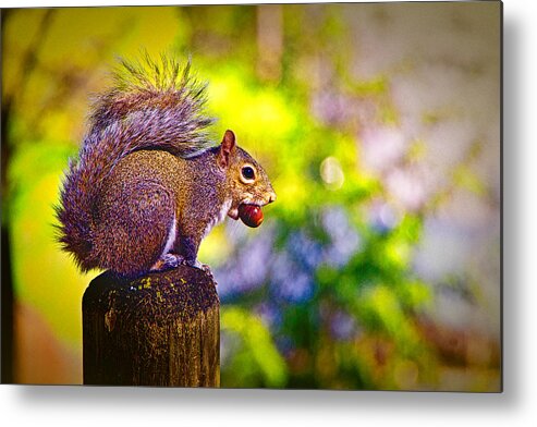 Animals Metal Print featuring the photograph Dinner Time by Ches Black