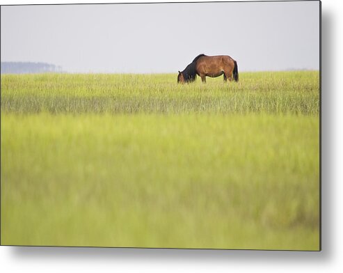 Wild Metal Print featuring the photograph Distant Wild Horse by Bob Decker