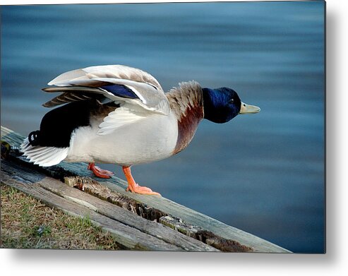Duck Metal Print featuring the photograph Do I Look Mean by Cathy Kovarik