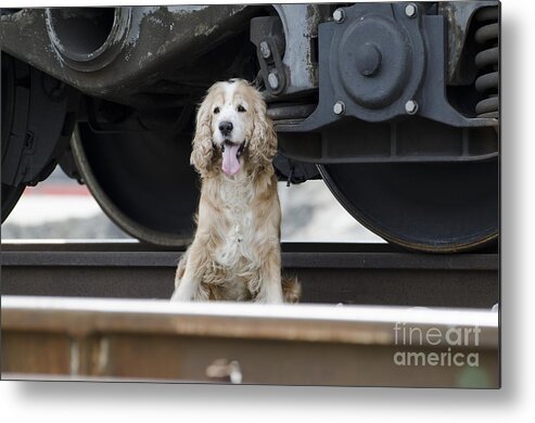 Dog Metal Print featuring the photograph Dog under a train wagon by Mats Silvan