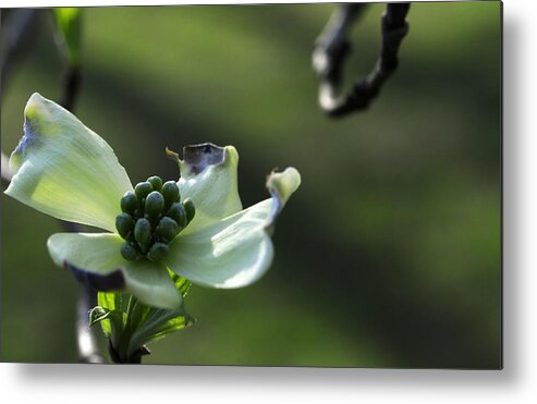 Dogwood Metal Print featuring the photograph Dogwood Jewels by Wanda Brandon