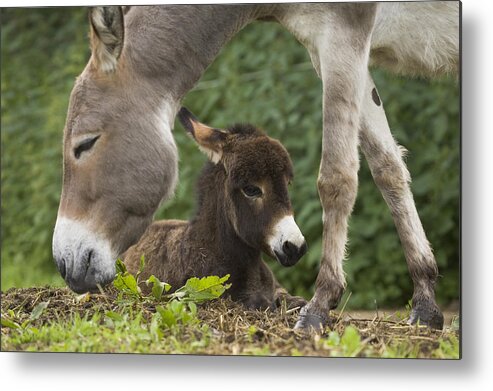 Mp Metal Print featuring the photograph Donkey Equus Asinus Adult With Foal by Konrad Wothe
