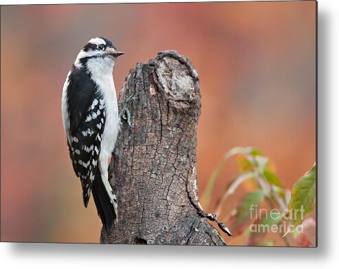 Bird Metal Print featuring the photograph Downy Woodpecker by Jean A Chang