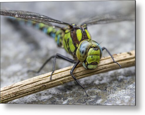 Clare Bambers Metal Print featuring the photograph Dragonfly by Clare Bambers