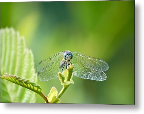 Dragonfly Face Metal Print featuring the photograph Dragonfly Face by Mary McAvoy