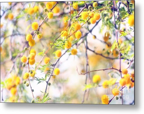 Yellow Metal Print featuring the photograph Dream Puffs by Lisa Argyropoulos