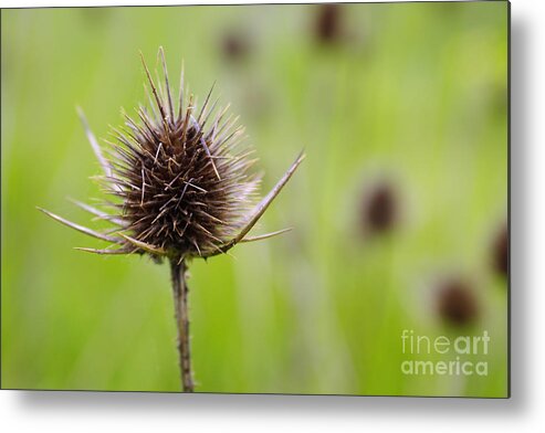 Autumn Metal Print featuring the photograph Dried Thistle by Carlos Caetano