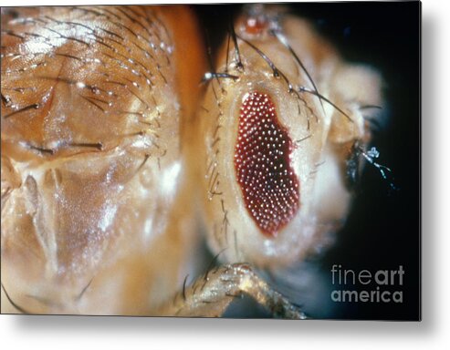 Macro Photo Metal Print featuring the photograph Drosophila Mutant With Bar Eyes by Science Source