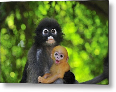 00450278 Metal Print featuring the photograph Dusky Leaf Monkey And Baby by Thomas Marent