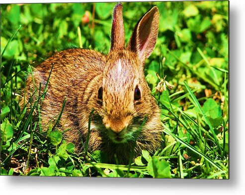 Rabbit. Bunny Metal Print featuring the photograph EaAster Bunny by John Handfield