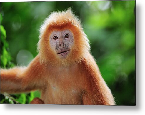 Mp Metal Print featuring the photograph Ebony Leaf Monkey Trachypithecus by Thomas Marent