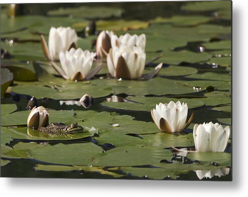 Mp Metal Print featuring the photograph Edible Frog Rana Esculenta On Water by Konrad Wothe