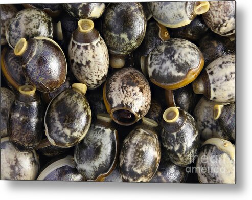 Eggs Metal Print featuring the photograph Eggs Of Stick Insect by M. I. Walker