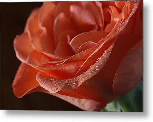 Rose Metal Print featuring the photograph Elegance by Shirley Mitchell