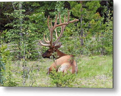 Animal Metal Print featuring the photograph Elk in Jasper National Park by Teresa Zieba
