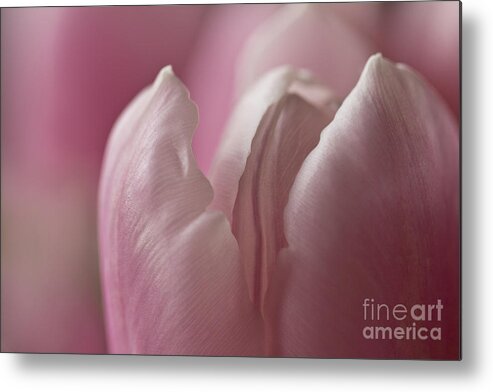Clare Bambers Metal Print featuring the photograph Erotic Bud by Clare Bambers