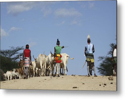 Abyssinia Metal Print featuring the photograph Ethiopia, Hamer Tribe Herding Cattl by Photostock-israel