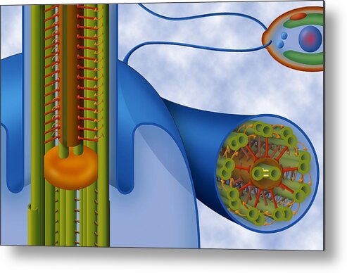 Flagellum Metal Print featuring the photograph Eukaryotic Flagellum Structure, Artwork by Art For Science