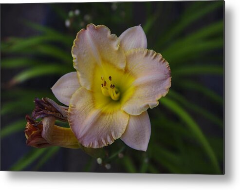 Lily Flower Metal Print featuring the photograph Evening Lily by Scott McGuire