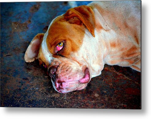 German Boxer Metal Print featuring the digital art Exhausted by Paulo Zerbato
