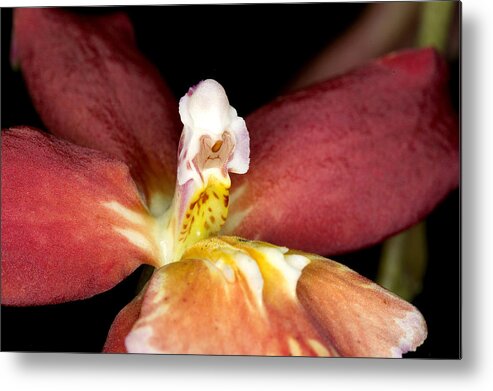 Ribet Metal Print featuring the photograph Exotic Orchid Bloom by C Ribet