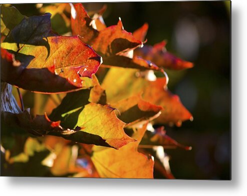 Leaves Metal Print featuring the photograph Fall Leaves by Joseph Bowman