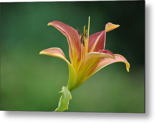 Crocosmia Metal Print featuring the photograph Falling Stars by Rob Hemphill