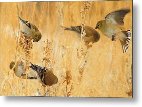 Birds Metal Print featuring the photograph Family Dinner.. by Al Swasey