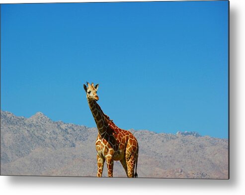 Giraffe Metal Print featuring the photograph Far from Home by Leigh Meredith