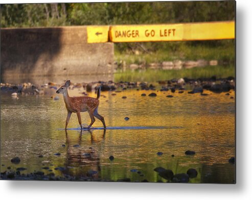 Fawn Metal Print featuring the photograph Fawn Crossing the Buffalo National River at Ponca by Michael Dougherty