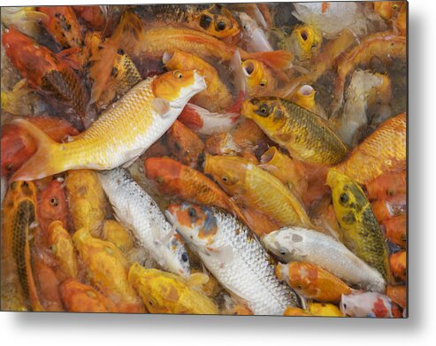 Fish Metal Print featuring the photograph Feeding frenzy by Christopher Rowlands