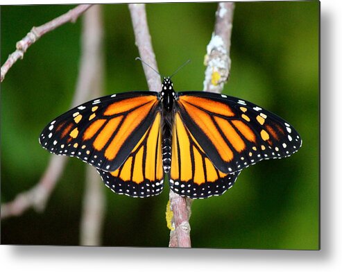 Butterfly Metal Print featuring the photograph Female Monarch by David Pickett