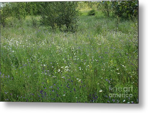 Flowers Metal Print featuring the photograph Field of Flowers by Jim Sauchyn