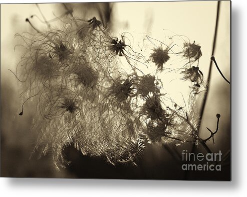 Weed Metal Print featuring the photograph Filaments by Eunice Gibb