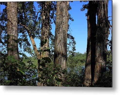 Trees Metal Print featuring the photograph Five Balsam Poplar trees by Jim Sauchyn
