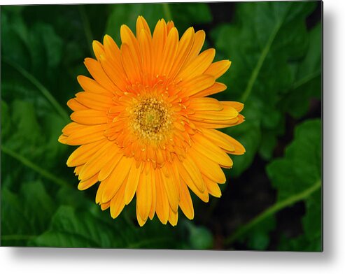 Flower Metal Print featuring the photograph Flower 10 by David Foster