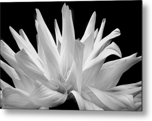 White Flower Metal Print featuring the photograph Flower 11 by Burney Lieberman