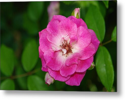 Flower Metal Print featuring the photograph Flower 11 by David Foster