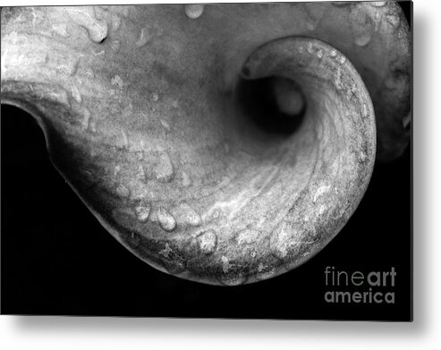 Flower Metal Print featuring the photograph Flower Curl Against Black BW by Mike Nellums
