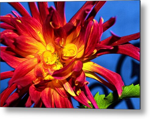 Flower Metal Print featuring the photograph Flower by Kelly Reber