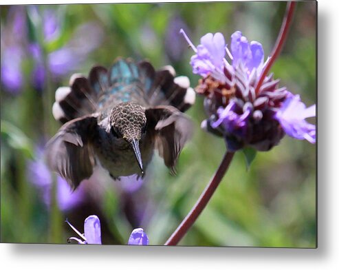 Hummingbird Prints Metal Print featuring the photograph Flowers by Paul Marto