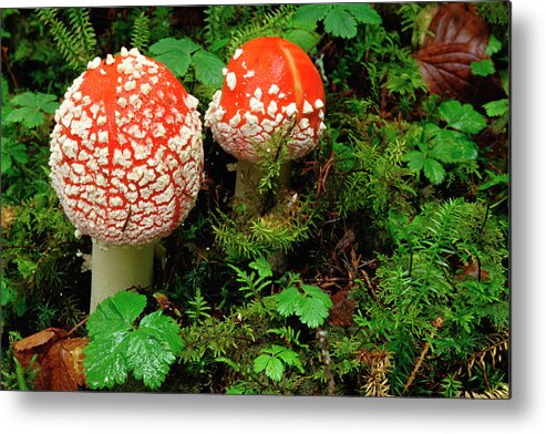 Mp Metal Print featuring the photograph Fly Agaric Amanita Muscaria Highly by Gerry Ellis