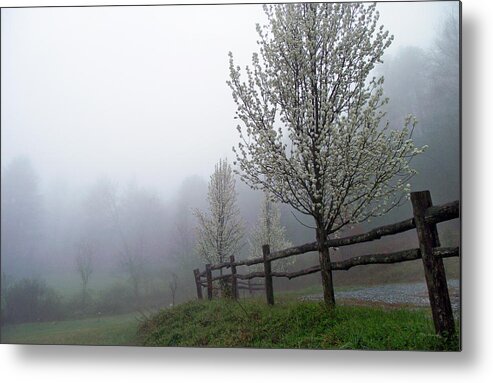 Trees Metal Print featuring the photograph Foggy Trees in the Valley by Duane McCullough