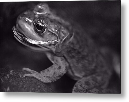 Frog Metal Print featuring the photograph Frog by David Rucker