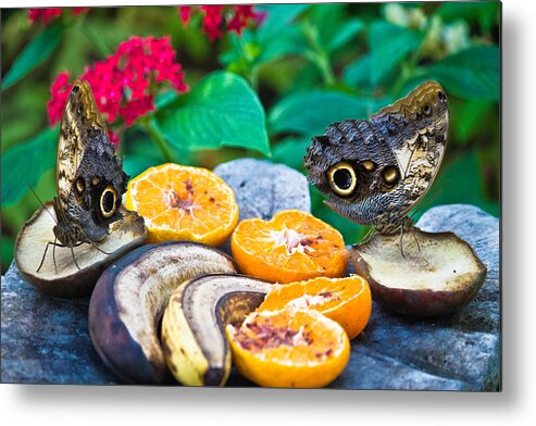 Butterflies Metal Print featuring the pyrography Fruit of life by Darren Langlois