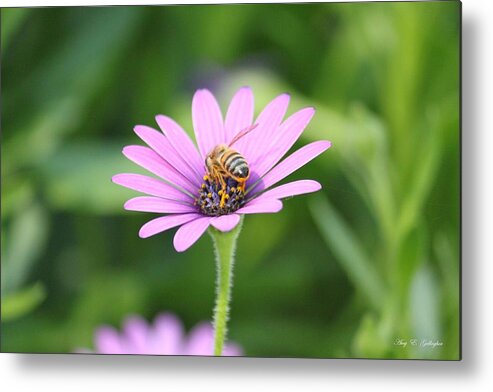 Honey Bee Metal Print featuring the photograph Fuzzy Yellow Boots by Amy Gallagher
