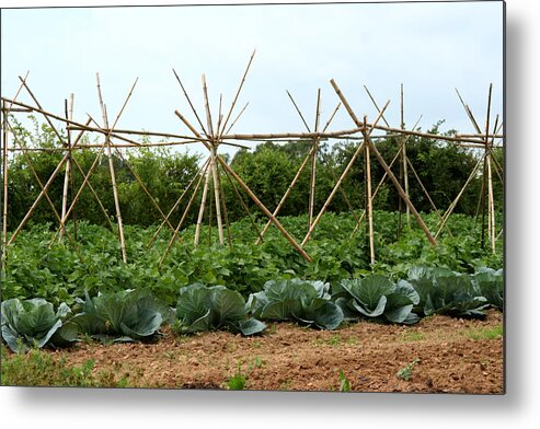 Greens Metal Print featuring the photograph Garden Vegetables by Linda A Waterhouse