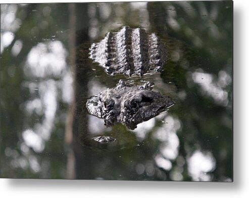 Alligator Metal Print featuring the photograph Gator by Steve Parr
